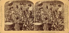 Cotton is king- A plantation scene, Georgia, 1895 (Inferred). Creator: Strohmeyer & Wyman.
