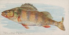 Yellow Perch, from the Fish from American Waters series (N8) for Allen & Ginter Cigarettes..., 1889. Creator: Allen & Ginter.
