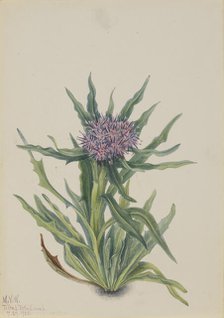 Saussurea (Saussurea densa), 1925. Creator: Mary Vaux Walcott.