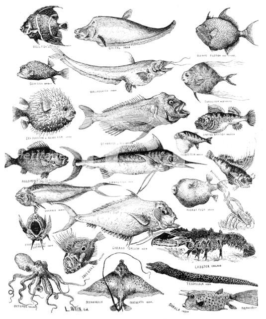 Odd fish at the International Fisheries Exhibition, 1883. Creator: Unknown.