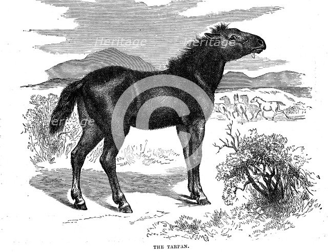 Tarpan, 1884. Artist: Unknown