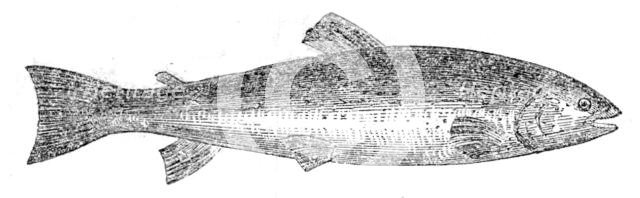 The Loch Leven Trout, 1862.  Creator: Unknown.