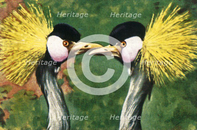 Grey crowned cranes, c1928. Creator: Unknown.