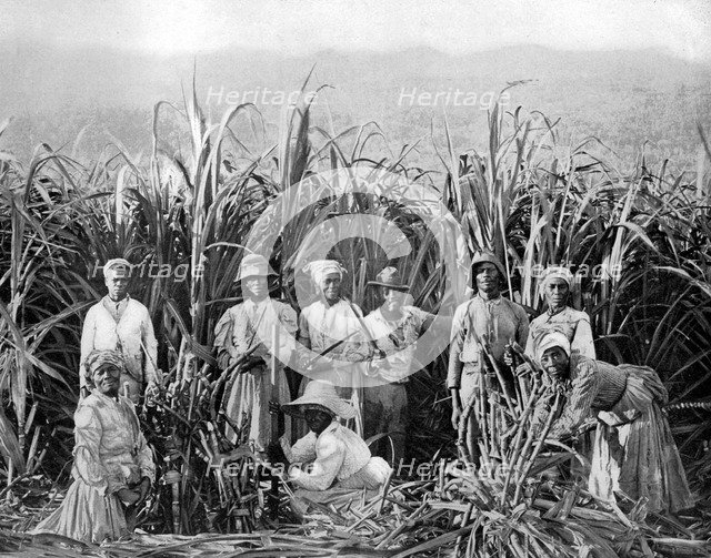 Sugar cane cutters, Jamaica, c1905.Artist: Adolphe Duperly & Son