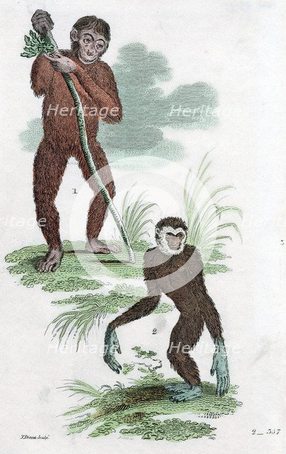 Orang Utang and Gibbon, 1822. Artist: Unknown