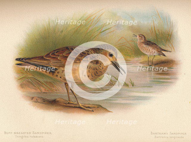 'Buff-Breasted Sandpiper (Tringites rufescns), Bartram's Sandpiper (Bartramia longicauda)', 1900, (1 Artist: Charles Whymper.
