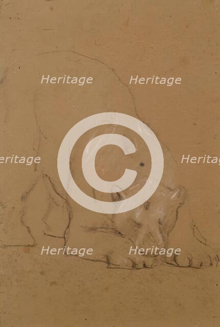 Study of a  Bear, 1900-1910. Creator: John MacAllan Swan.