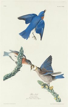 Blue-Bird, 1831. Creator: Robert Havell.
