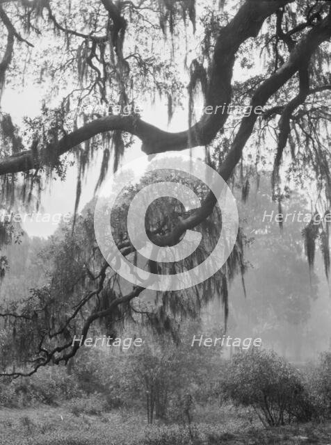 Spanish moss, New Orleans, between 1920 and 1926. Creator: Arnold Genthe.