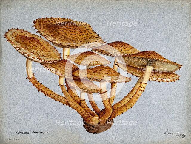 A fungus (Pholiota squarrosa), 1897. Creator: Unknown.