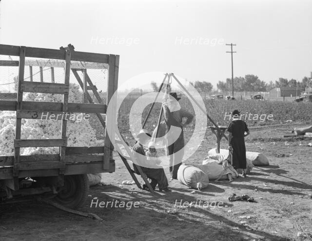 Cotton weigher, Southern San Joaquin Valley, California, 1936. Creator: Dorothea Lange.