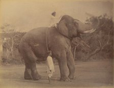 The Great Elephant Saluting, 1885-1900. Creator: Lala Deen Dayal.