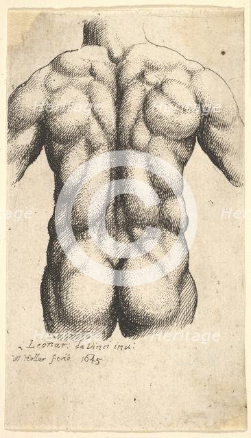 Naked male torso seen from behind, 1645. Creator: Wenceslaus Hollar.