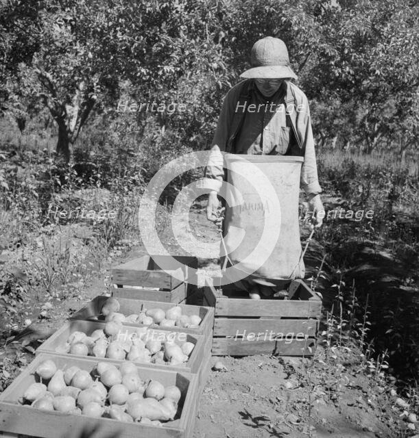 Dumping full sack of picked pears to lug box..., Yakima Valley, Wahington, 1939. Creator: Dorothea Lange.