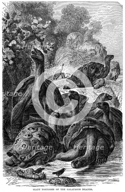 Giant tortoises of the Galapagos Islands which were observed by Darwin, 1894. Artist: Unknown