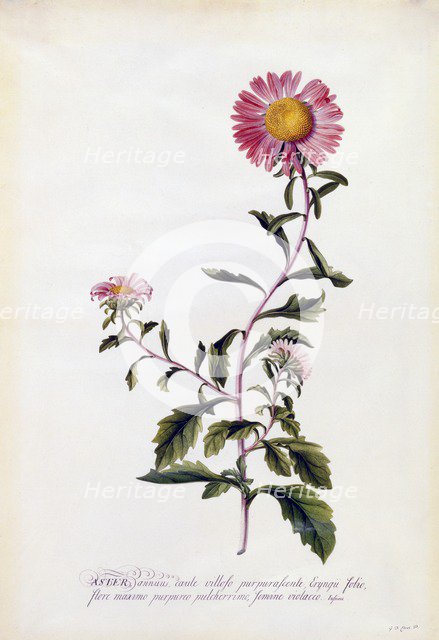Aster, c. 1743 (hand coloured engraving). Creator: "Georg Dionysius Ehret (1710 - 70); Ehret, Georg Dionysius (1710-1770)".