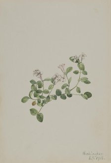 Partridgeberry (Mitchella repena), 1918. Creator: Mary Vaux Walcott.