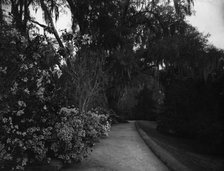 The Slope walk, Magnolia-on-the-Ashley, [Magnolia Gardens], Charleston, S.C., c1901. Creator: Unknown.