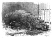 The young hippopotamus and dam, at the Zoological Society's Garden, 1872. Creator: Unknown.