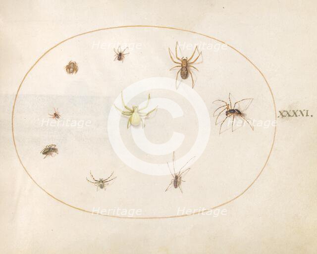 Plate 41: Yellow Spider Surrounded by Eight Spiders, c. 1575/1580. Creator: Joris Hoefnagel.