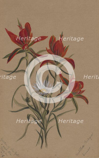 Indian Paintbrush (Castilleja rhexifolia), 1883. Creator: Mary Vaux Walcott.