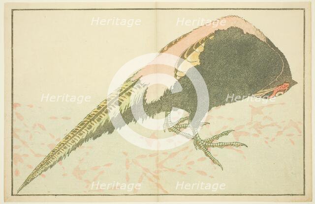 Male Pheasant, from The Picture Book of Realistic Paintings of Hokusai (Hokusai..., Japan, c. 1814. Creator: Hokusai.