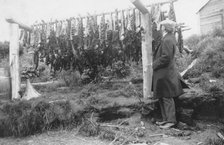 Frank G. Carpenter examining drying salmon, between c1900 and 1916. Creator: Unknown.