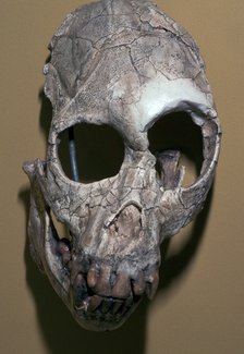 Skull of Proconsulus Africanus. Artist: Unknown