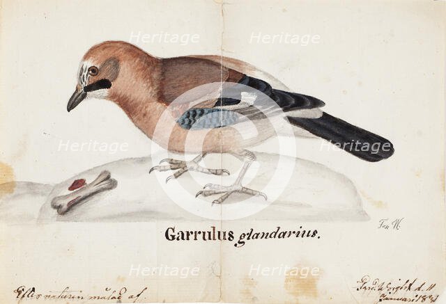 Eurasian Jay, 1831. Creator: Ferdinand von Wright.