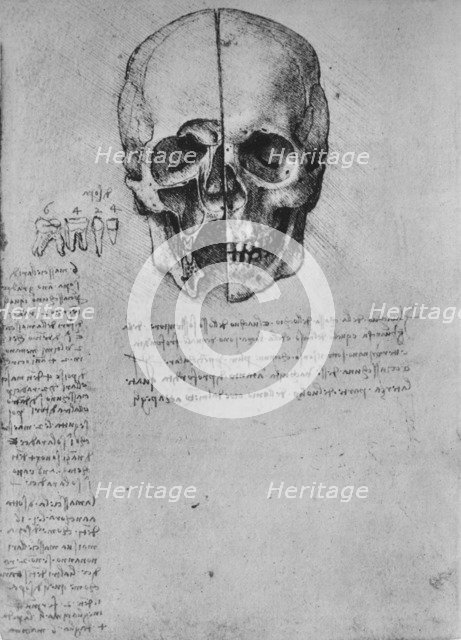 'Drawing of Two Halves of a Skull', c1480 (1945). Artist: Leonardo da Vinci.