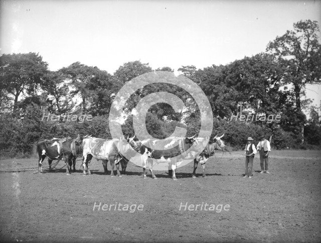 A yoke of oxen harrowing a field near Lechlade in the Cotswolds, Gloucestershire, c1860-c1922. Artist: Henry Taunt