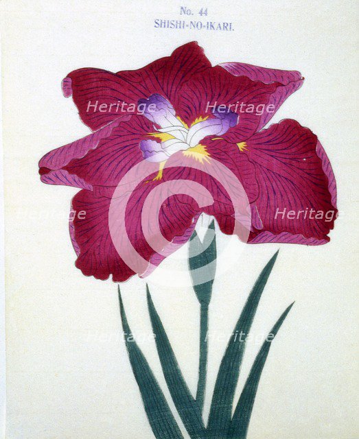 Shishi-No-Ikari, No 44.