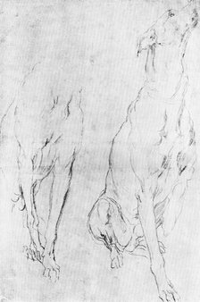 Study for the greyhound in the portrait of the Duke of Richmond, c1634 (1900). Artist: Unknown