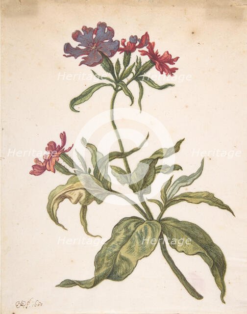 Study of a red catchfly (Lychnis hirsuta), 1680. Creator: Herman Saftleven the Younger.