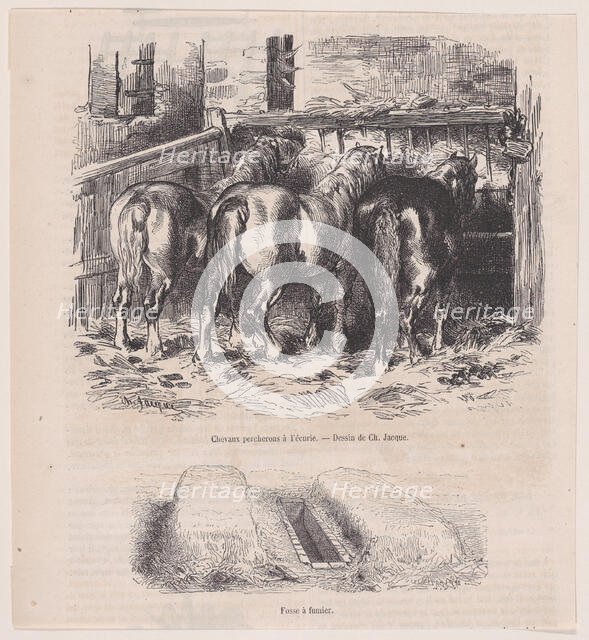 Chevaux percherons à l'écurie; Fosse à fumier; from Magasin Pittoresque, ca. 1852., ca. 1852. Creator: Charles Emile Jacque.