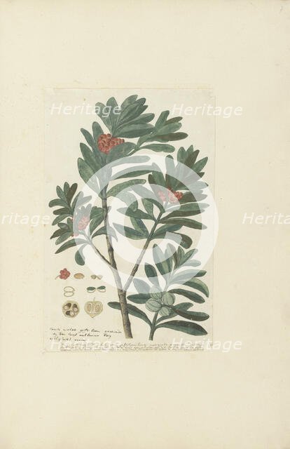 Hyenanche globosa Lam. or  Toxicodendrum capense of globosum (Cape wolvegift), in or after c.1780. Creator: Robert Jacob Gordon.