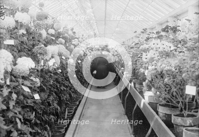 Department of Agriculture Chrysanthemum Show, 1917. Creator: Harris & Ewing.