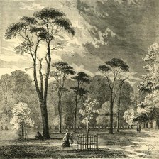 'The Scotch Firs, Kensington Gardens', c1876. Creator: Unknown.