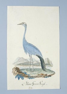 Anthropoides paradisea (Blue crane or Stanley crane), 1777-1786. Creators: Robert Jacob Gordon, Johannes Schumacher.