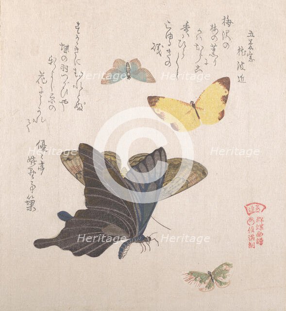 Various moths and butterflies, 19th century. Creator: Kubo Shunman.