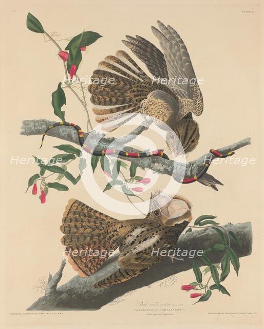 Chuck Will's Widow, 1829. Creator: Robert Havell.