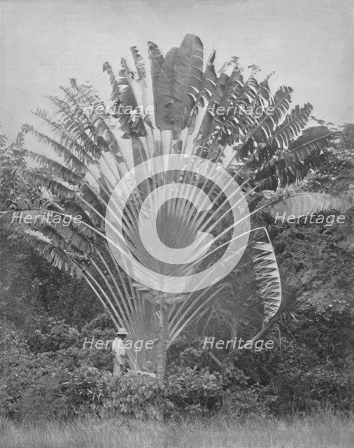 'The Traveller's Palm', 19th century. Artist: Unknown.