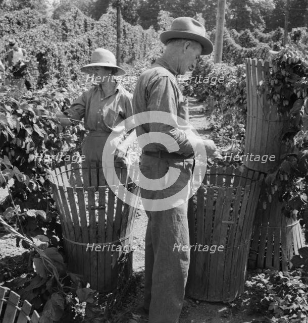 Possibly: Migratory field workers in hop field, near Independence, Oregon, 1939. Creator: Dorothea Lange.