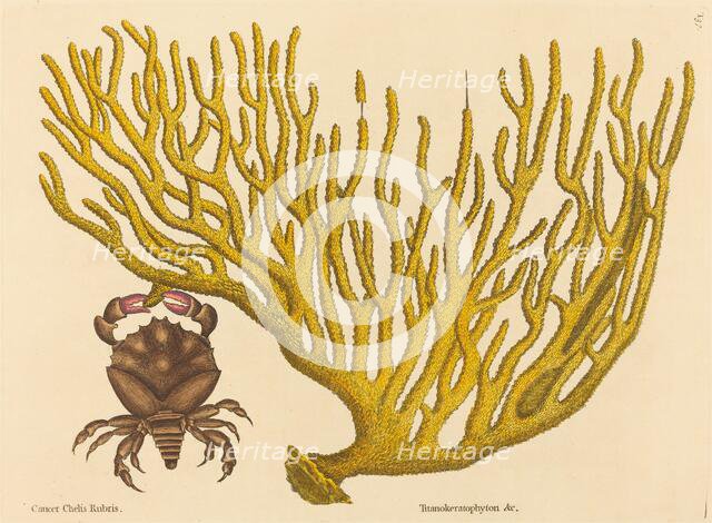 The Red Clawed Crab (Cancer erythropus), published 1731-1743. Creator: Mark Catesby.
