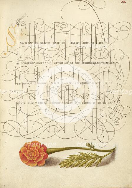French Marigold; Mira calligraphiae monumenta, 1561-1562; illumination added 1591-1596. Creator: Joris Hoefnagel.