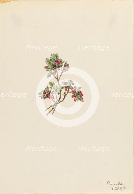 Low Whortleberry (Vaccinium caespitosum), 1918. Creator: Mary Vaux Walcott.