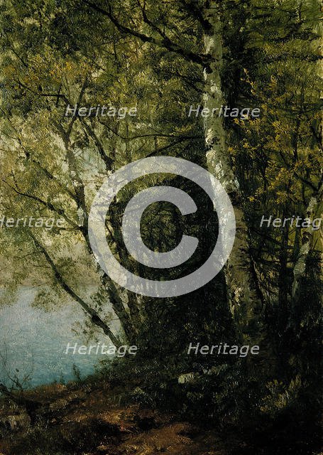 Study of Beeches, 1872. Creator: John Frederick Kensett.