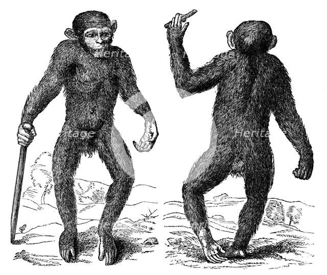 The Pygmie, 1699, (1863). Creator: Unknown.