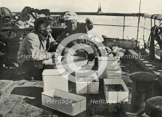 'Lillie and Dr. Levick Sorting a Trawl Catch', c1910–1913, (1913). Artist: Herbert Ponting.