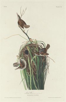 Marsh Wren, 1830. Creator: Robert Havell.